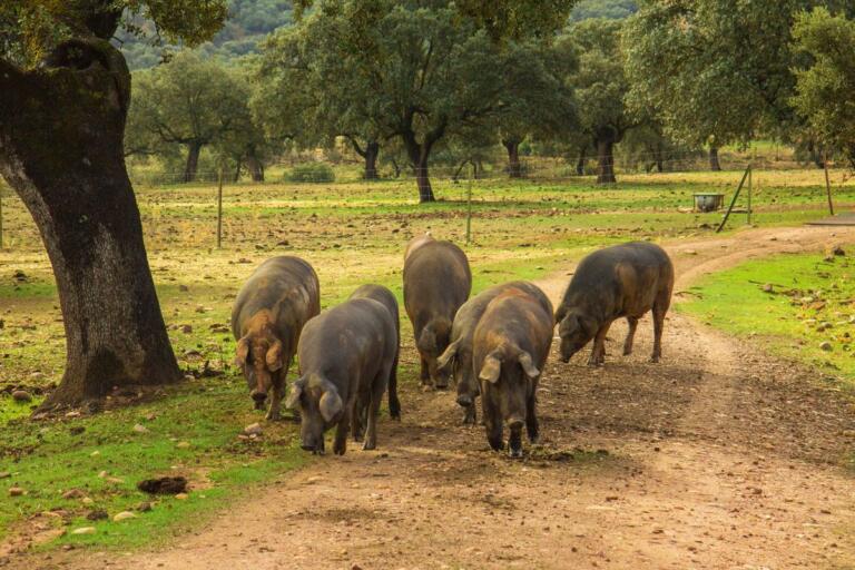 Cerdos ibéricos de raza pura pastando en libertad en la dehesa entre encinas, base del jamón ibérico de bellota