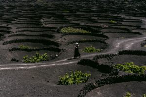 Viñedos volcánicos de La Geria, Lanzarote, con los característicos hoyos de ceniza volcánica donde se cultiva la vid